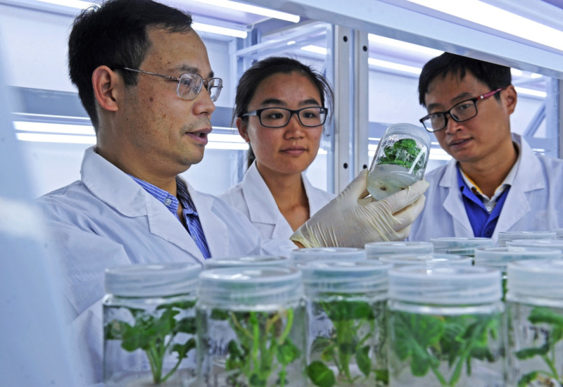 浙江美之奧種業(yè)有限公司生物育種專家巫水欽（左）和工作人員在選育擬向農(nóng)戶推廣的蔬菜新種苗（2016年10月23日攝）。