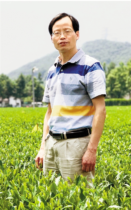 尹軍峰在中國農(nóng)科院茶葉研究所茶葉試驗(yàn)基地的茶園里。.jpg